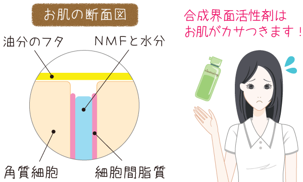 お肌の断面と細胞間脂質