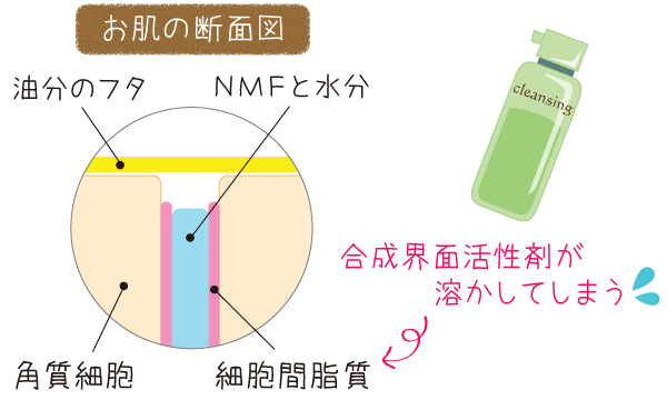 細胞間脂質と水分の関係