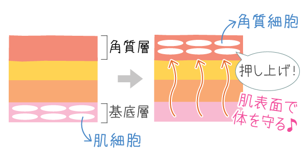 角化の過程