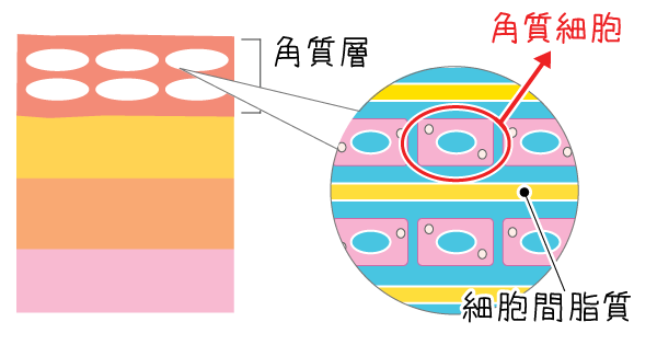 角質細胞の断面図