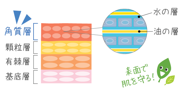 角質層は表面で肌を守る死細胞