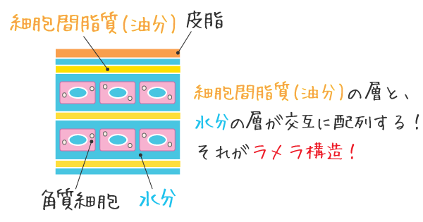 油分の層と水分の層が交互に配置される、不思議なラメラ構造