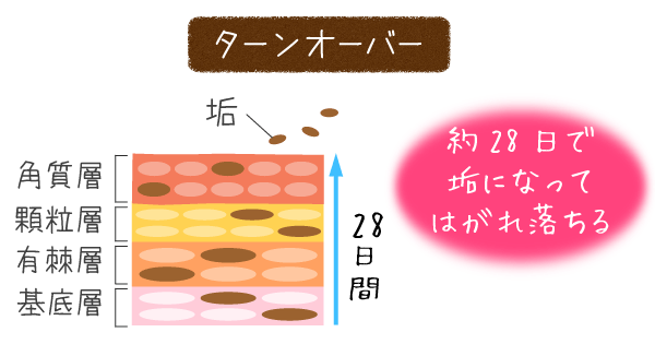 角質細胞が生まれてから、垢になって剥がれ落ちるまで。