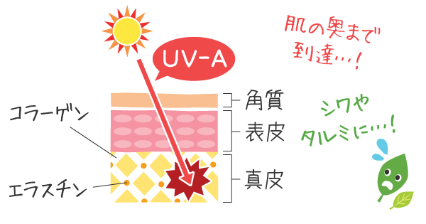 UVAと肌の断面図