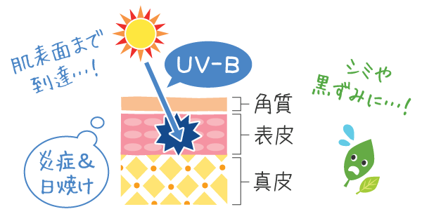 UVBと肌の断面図