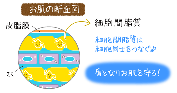 細胞間脂質が角質細胞を並べ、お肌の盾になる！